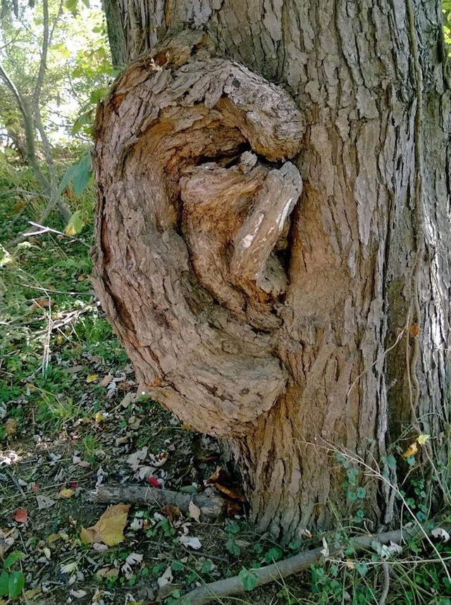 17. Drvo koje ima uho.