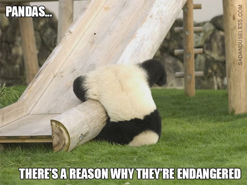1. Postoji razlog zašto su pande ugrožene😂