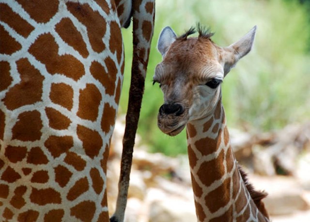 5. Kad se rodi, mladunče žirafe padne na glavu s visine od gotovo 2 metra.