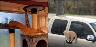 19 smiješnih fotki koje dokazuju da zakoni fizike ne vrijede za mačke
