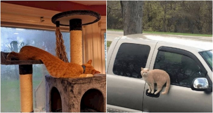 19 smiješnih fotki koje dokazuju da zakoni fizike ne vrijede za mačke