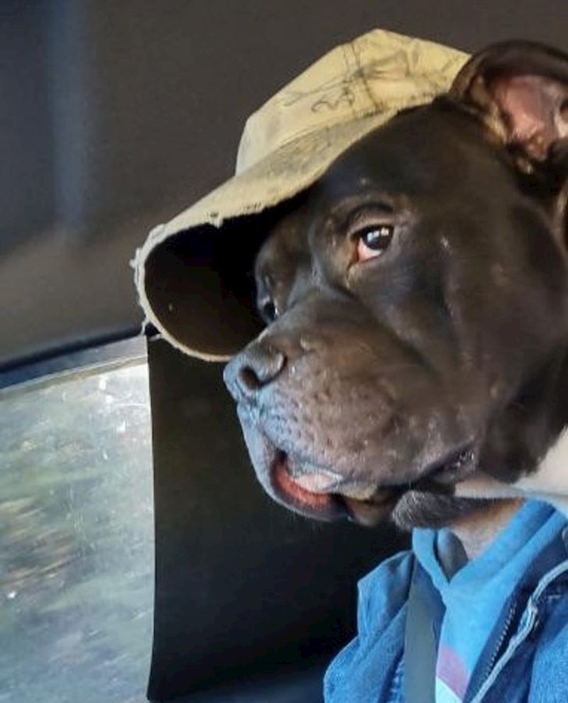 4. "Što se dogodi kad moj tata čuva psa..."