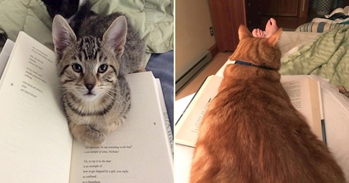 Dosadne mačke koje odbijaju pustiti svoje vlasnike da u miru čitaju knjigu