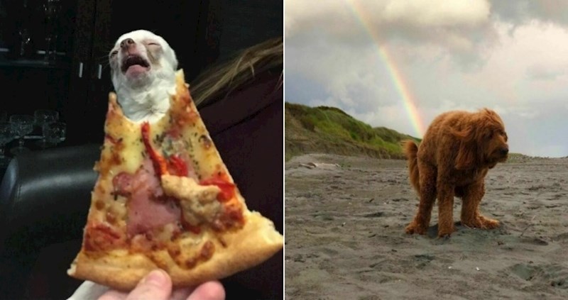 30+ urnebesnih fotki životinja koje će vas natjerati da se glasno nasmijete