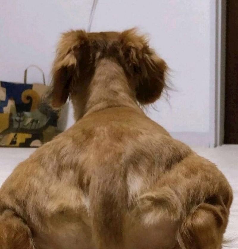 11. Hibrid između psa i jako nabildanog lika?