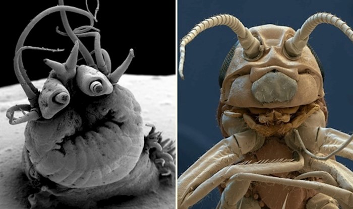 Zastrašujuće smiješna bića koja potpuno drugačije izgledaju pod mikroskopom