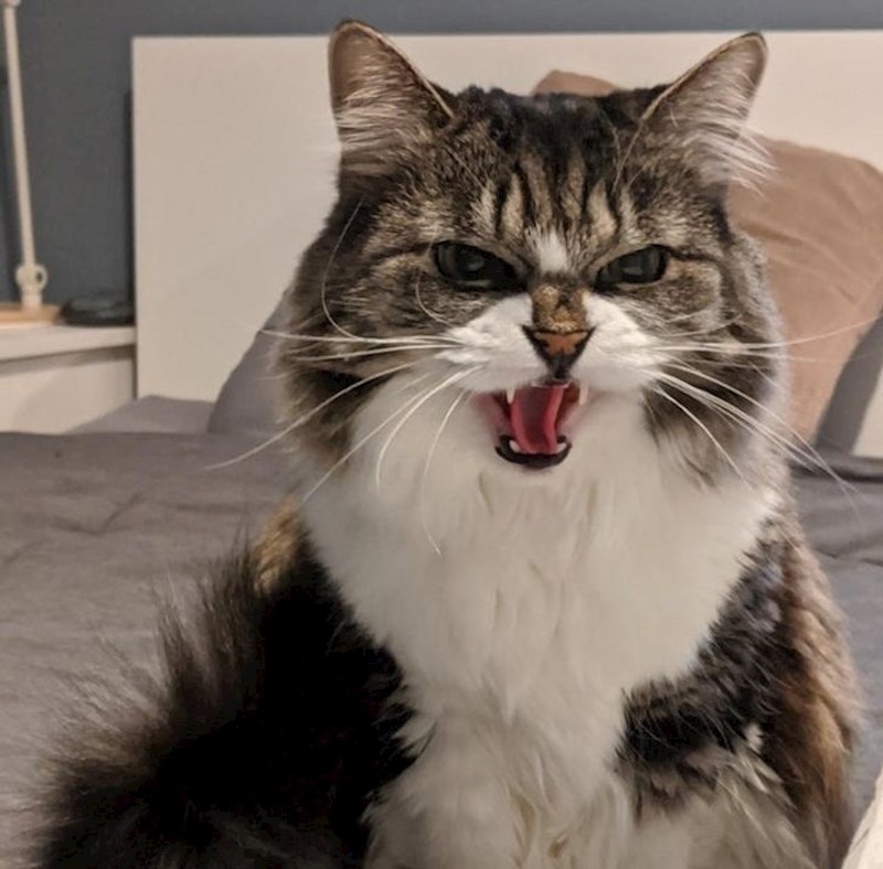 2. "Poslala sam prijateljicu da mi pričuva mačku dok sam izvan grada. Mačka nije bila oduševljena mojim odabirom."