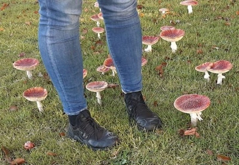 Gljive koje su ovoj djevojci do gležnja.
