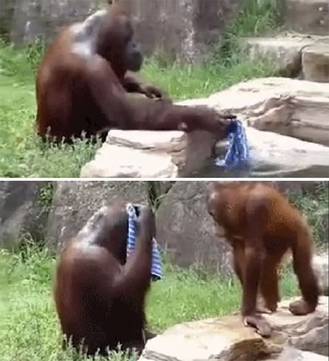 12. Uredni orangutan
