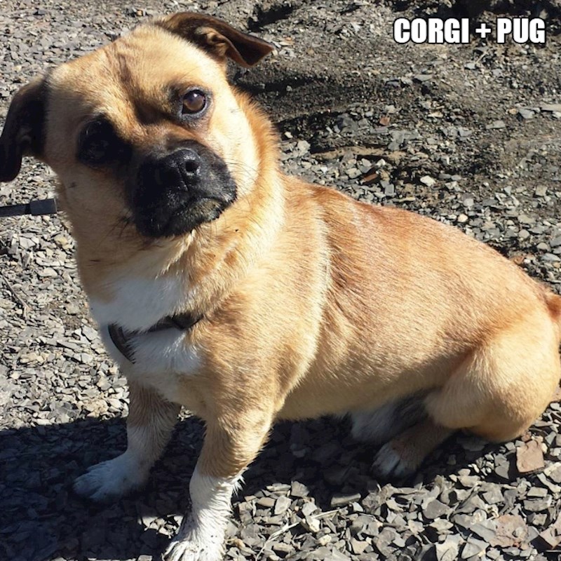 13. Korgi + mops