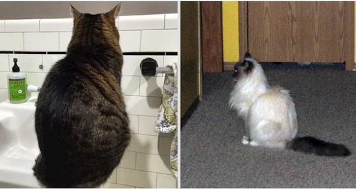 20 smiješnih mačaka koje imaju poseban odnos sa zidom