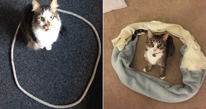 Jeste li znali da će mačke uvijek radije sjesti unutar nekog kruga? Testirajte i vi svoju ljubimicu