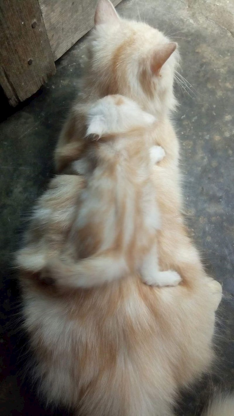 2. Mačić se kamuflirao!