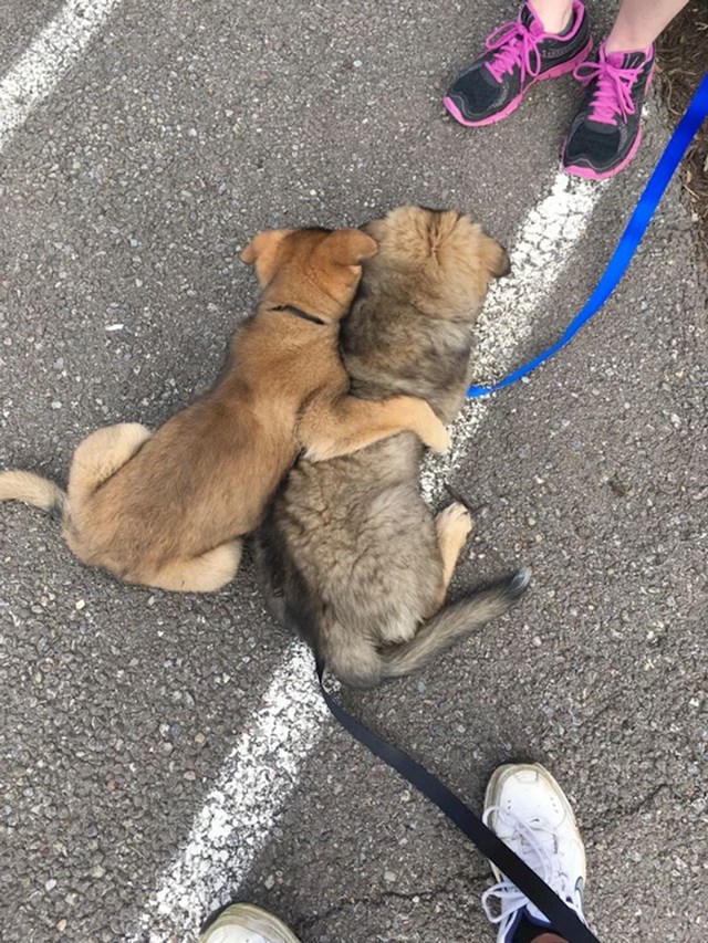 18. Tješe se prije posjete veterinaru🥺❤️