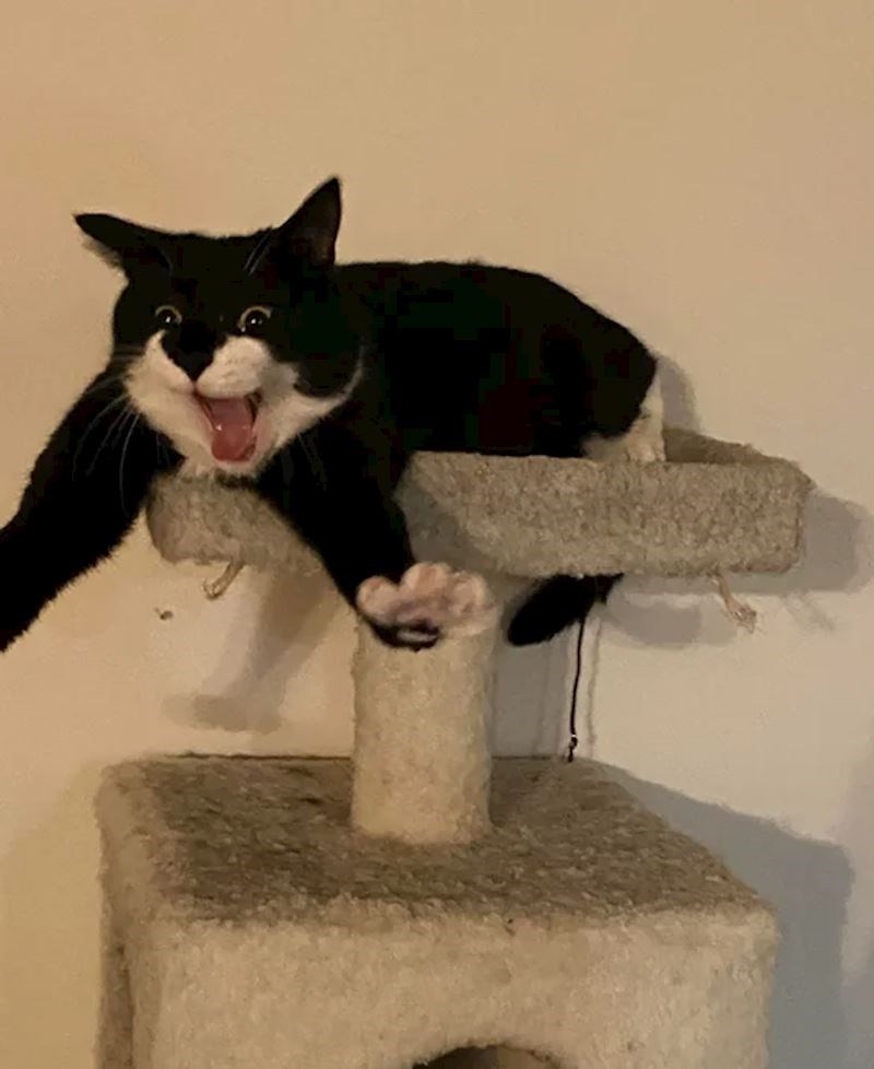 15. Moja mačka koja se istovremeno proteže i kiše