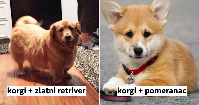 20+ preslatkih mješanaca korgija i drugih vrsta pasa