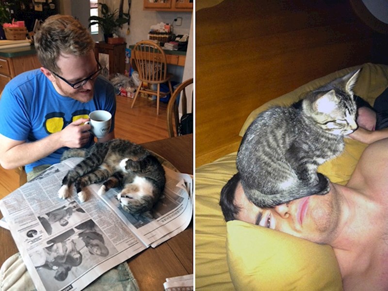 Mačke sjede tamo gdje one žele. I nitko ih ne može spriječiti u tome.