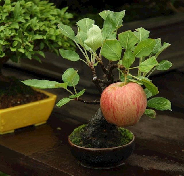 7. Jabuka je izrasla iz bonsai stabla