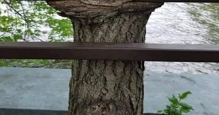 Priroda je jako kreativna, a ovaj primjer to definitivno potvrđuje