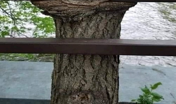 Priroda je jako kreativna, a ovaj primjer to definitivno potvrđuje