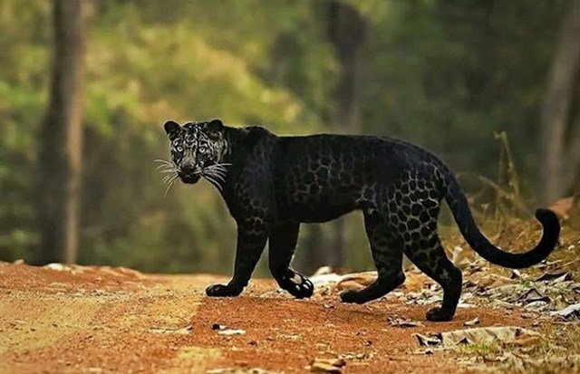 Izgleda kao mitsko biće, a zapravo se radi o stvarnoj vrsti leoparda.