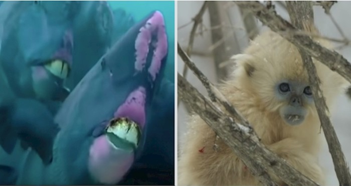 VIDEO 5 rijetkih i neobičnih vrsta životinja za koje niste znali da postoje