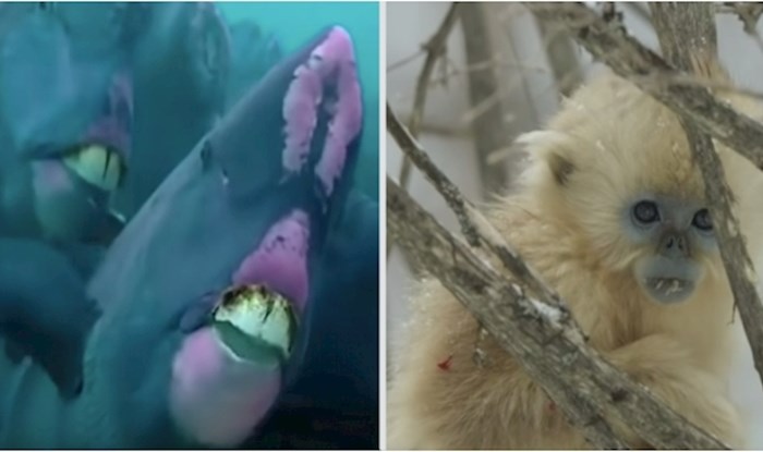 VIDEO 5 rijetkih i neobičnih vrsta životinja za koje niste znali da postoje