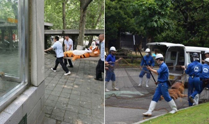 Zapolsenici zooloških vrtova u Japanu često imaju sigurnosne vježbe i to izgleda baš neobično