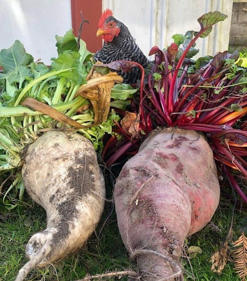 "Ostavio sam ciklu u vrtu preko zime, zaboravio sam na nju. Evo rezutata. Veće su od moje kokoši..."