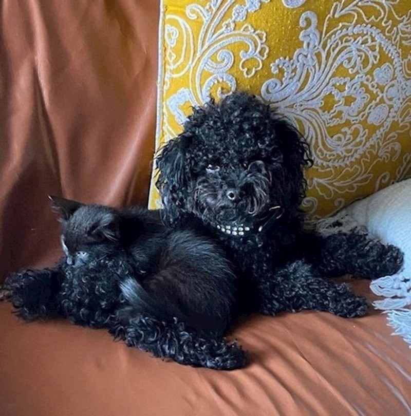 8. Ahaaa, to nisu zubi, nego ogrlica.😆