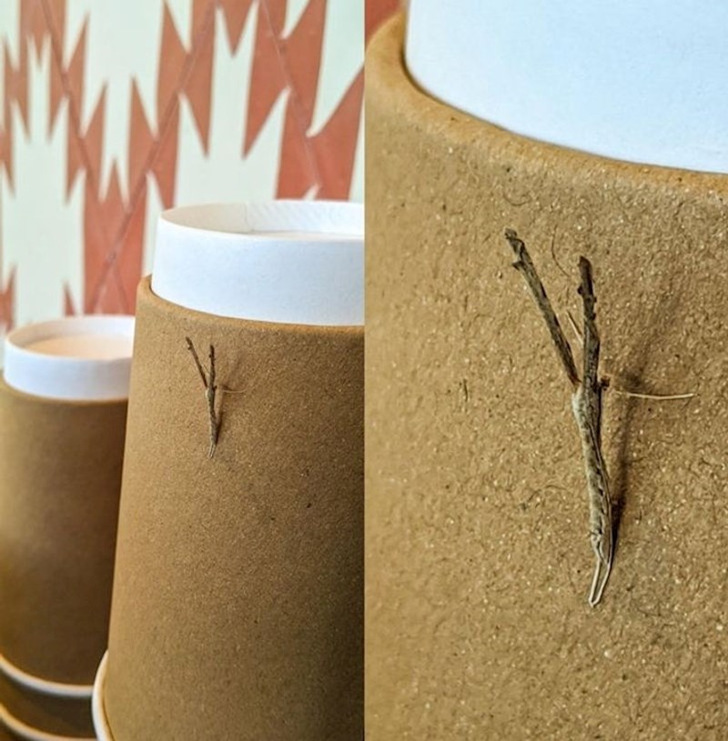 Ovo nije grančica, nego kukac.