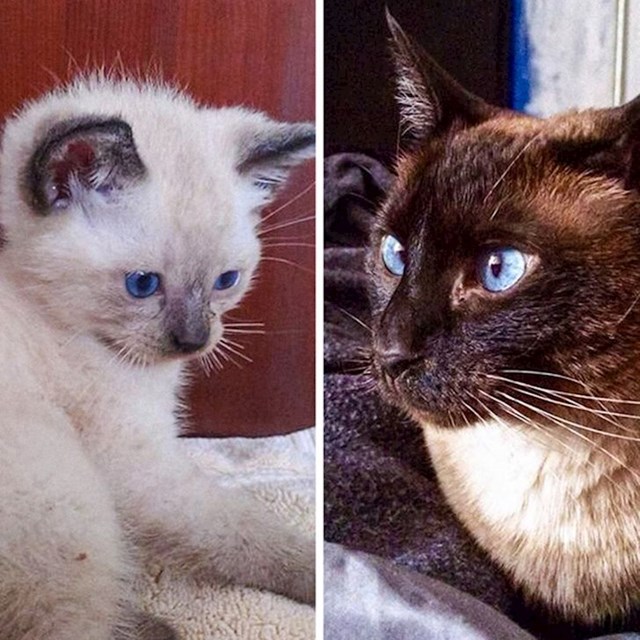 2. Ova sijamska maca u godinu dana potpuno je promijenila boju krzna