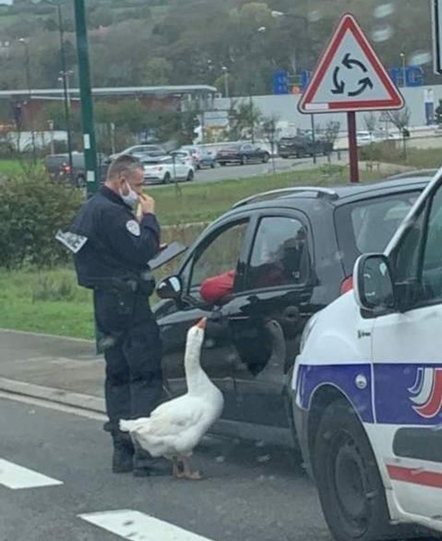 "Policajac i njegov kolega gusak."
