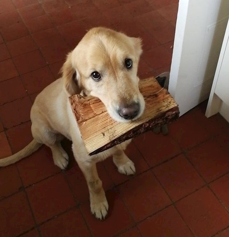 11. "Jako je nervozna kad netko dođe u posjetu, a ona ne može pronaći igračku koju bi mu pokazala. Jednom prilikom se snašla i donijela ovo. Nemamo pojma što je to i od kuda je."😂