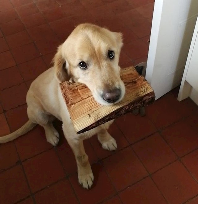 11. "Jako je nervozna kad netko dođe u posjetu, a ona ne može pronaći igračku koju bi mu pokazala. Jednom prilikom se snašla i donijela ovo. Nemamo pojma što je to i od kuda je."😂
