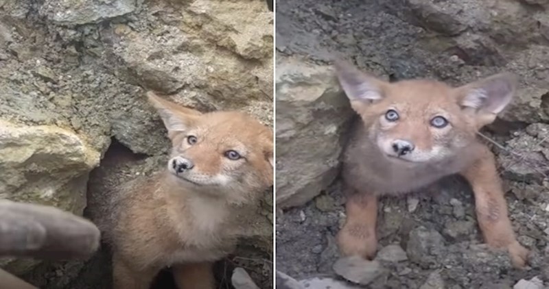 VIDEO Maleni kojot zapeo je u brlogu, ljudi su odmah priskočili u pomoć
