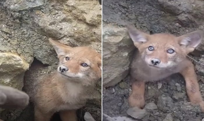 VIDEO Maleni kojot zapeo je u brlogu, ljudi su odmah priskočili u pomoć