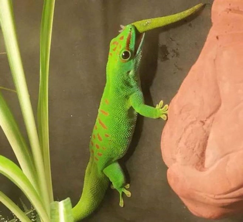 6. Gušter gricka vlastiti rep. To nije ništa neobično, narast će mu novi!😁