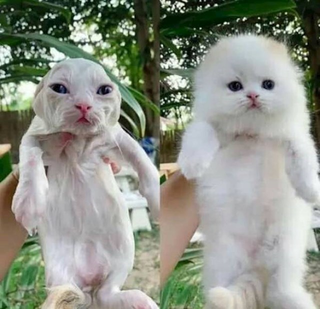 17. Mačić prije i nakon kupanja