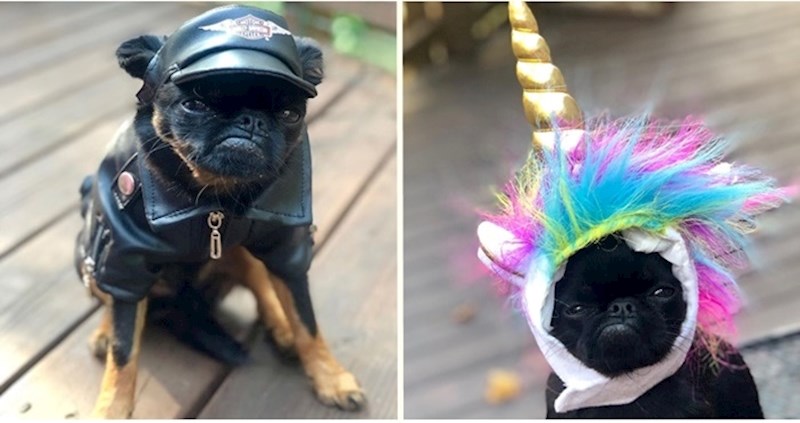 Zbog svoje vječito mrzovoljne face pas Chico postao je miljenik interneta