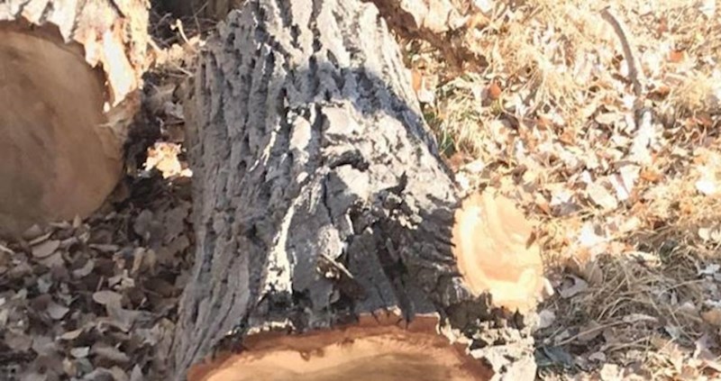 Netko je u šumi pronašao panj na kojem se ukazao poznati lik iz filma