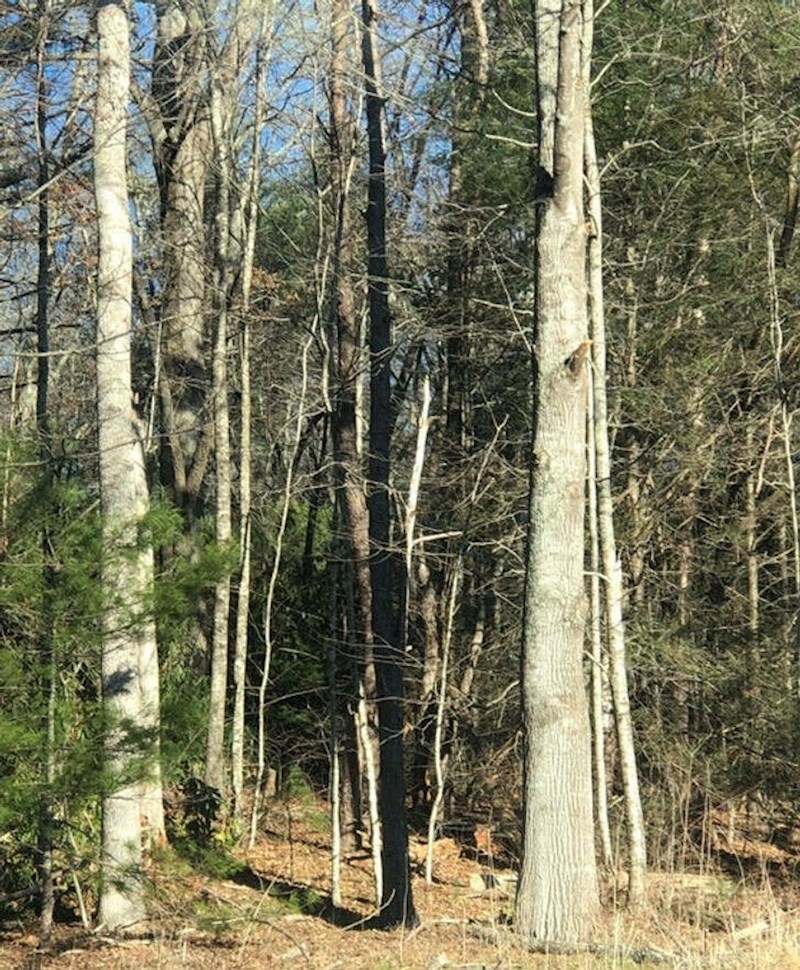 16. Stablo zbog sjene izgleda kao da je spaljeno