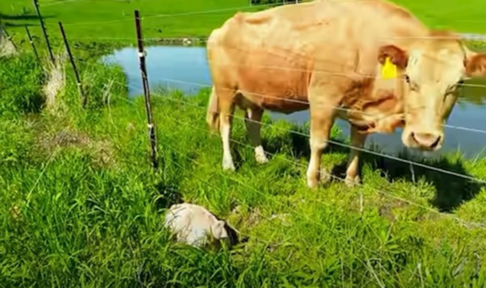 VIDEO Krava je čovjeka zvala u pomoć, nije mogao vjerovati kad je shvatio zašto