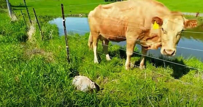 VIDEO Krava je čovjeka zvala u pomoć, nije mogao vjerovati kad je shvatio zašto