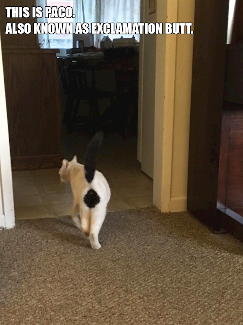 13. Paco, mačak koji na guzi ima uskličnik!