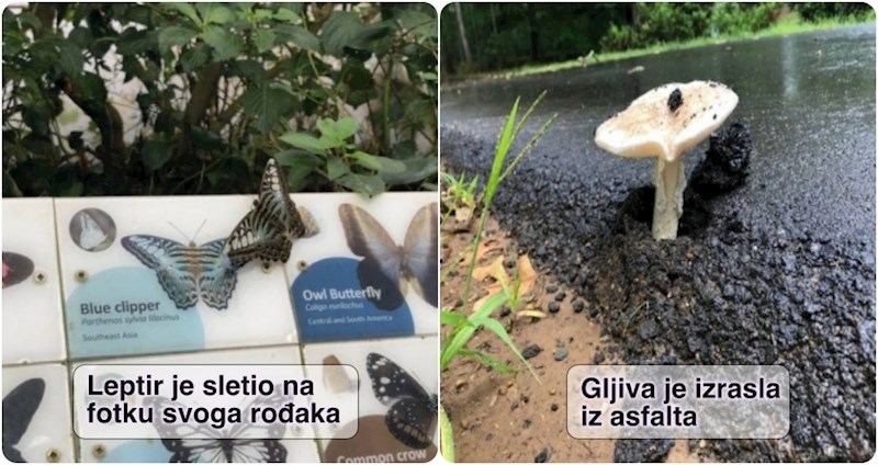 17 čudnih prizora koji dokazuju da ništa nije nemoguće