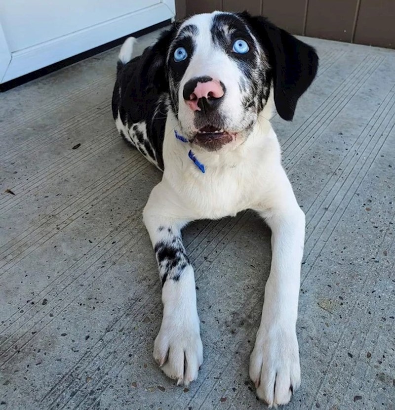 10. Izgleda kao zvijezda crtića!🥰