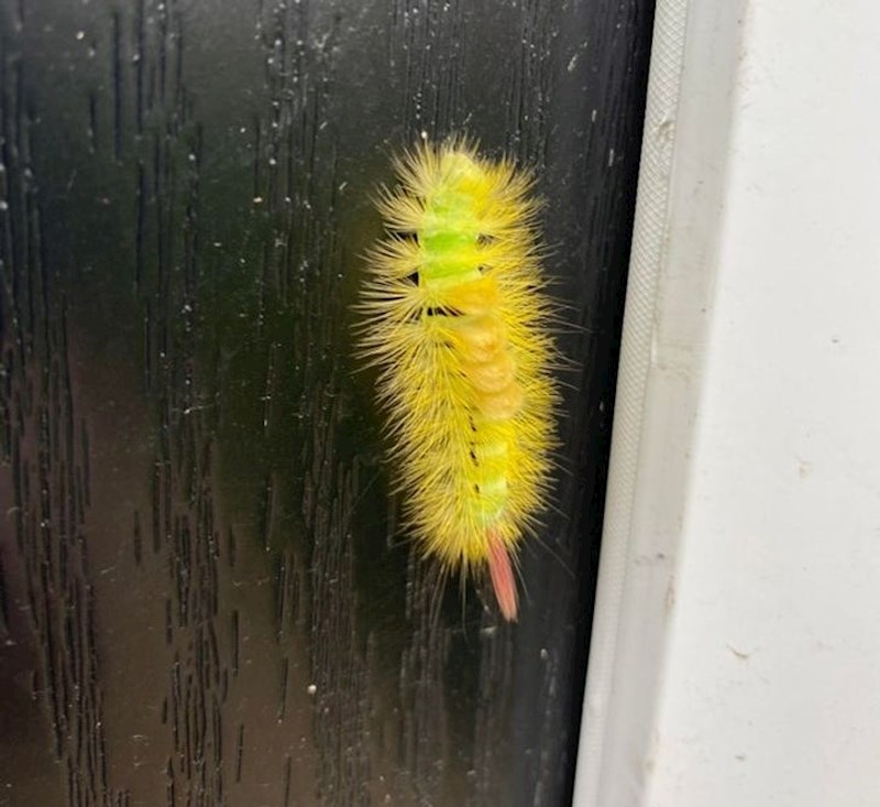 Izgleda kao četkica, a zapravo je gusjenica.