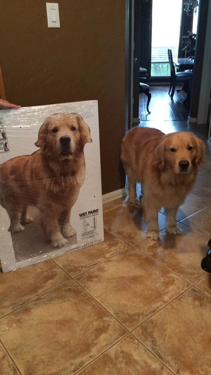 4. Mama mi je poklonila karton s psom kao što je naš, da mi manje fali dok sam na faksu