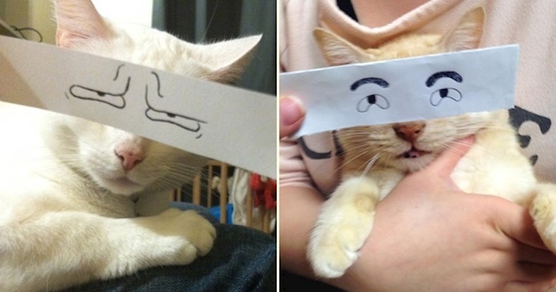 Fotografiranje svojih ljubimica s očima kao iz crtića novi je trend među vlasnicima mačaka